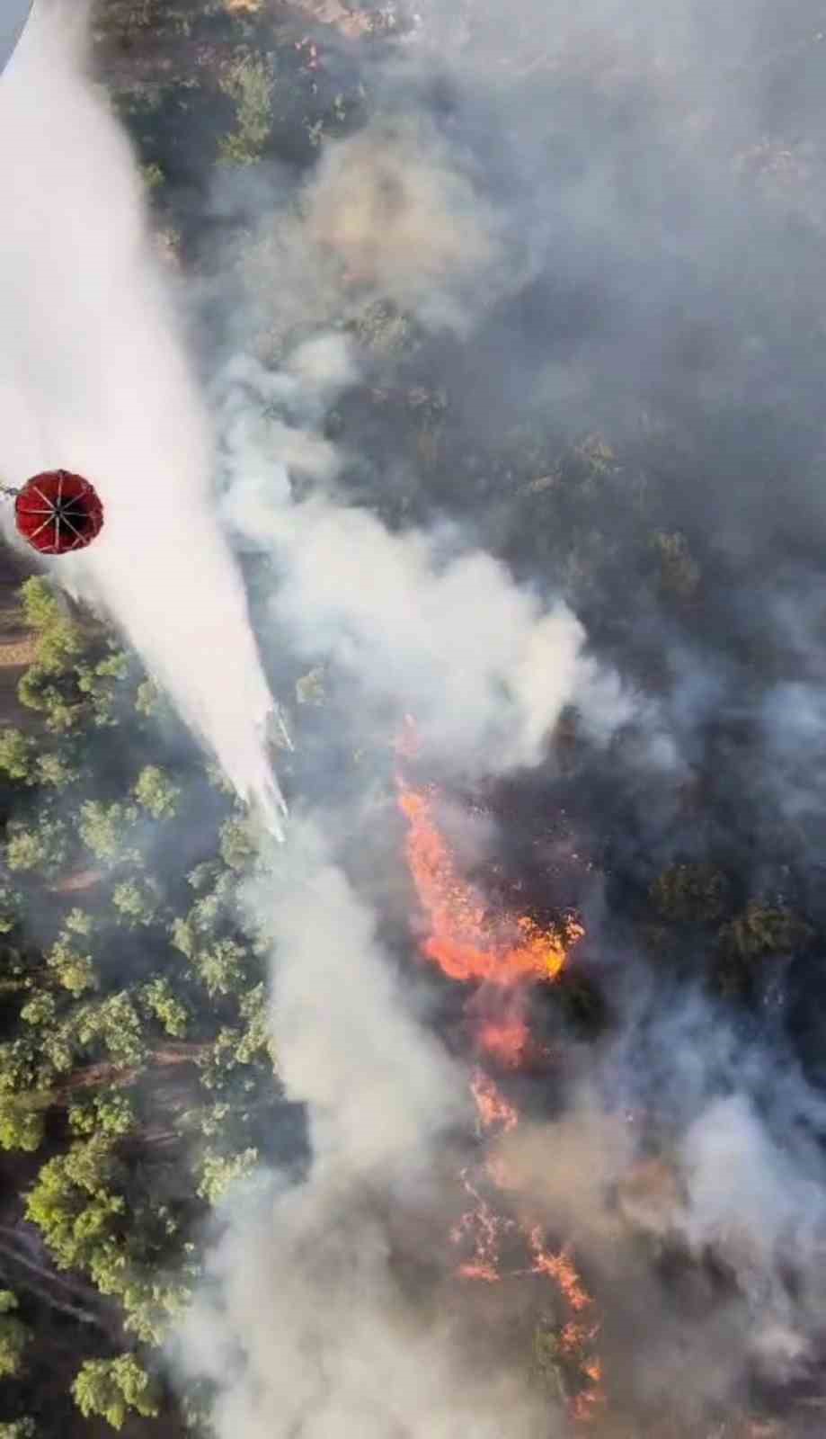 Manisa’da orman yangını