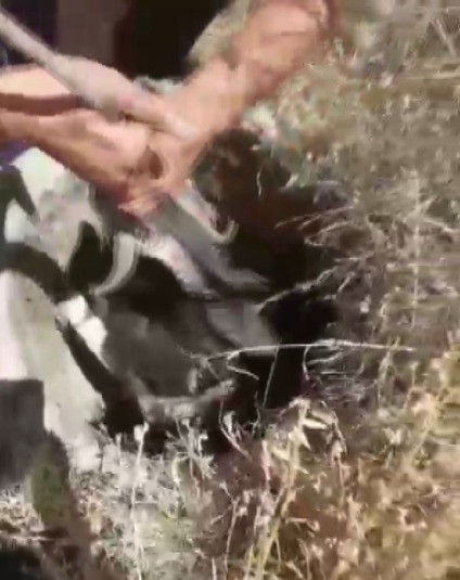 Kuyuya d&uuml;şen ke&ccedil;i kurtarıldı
