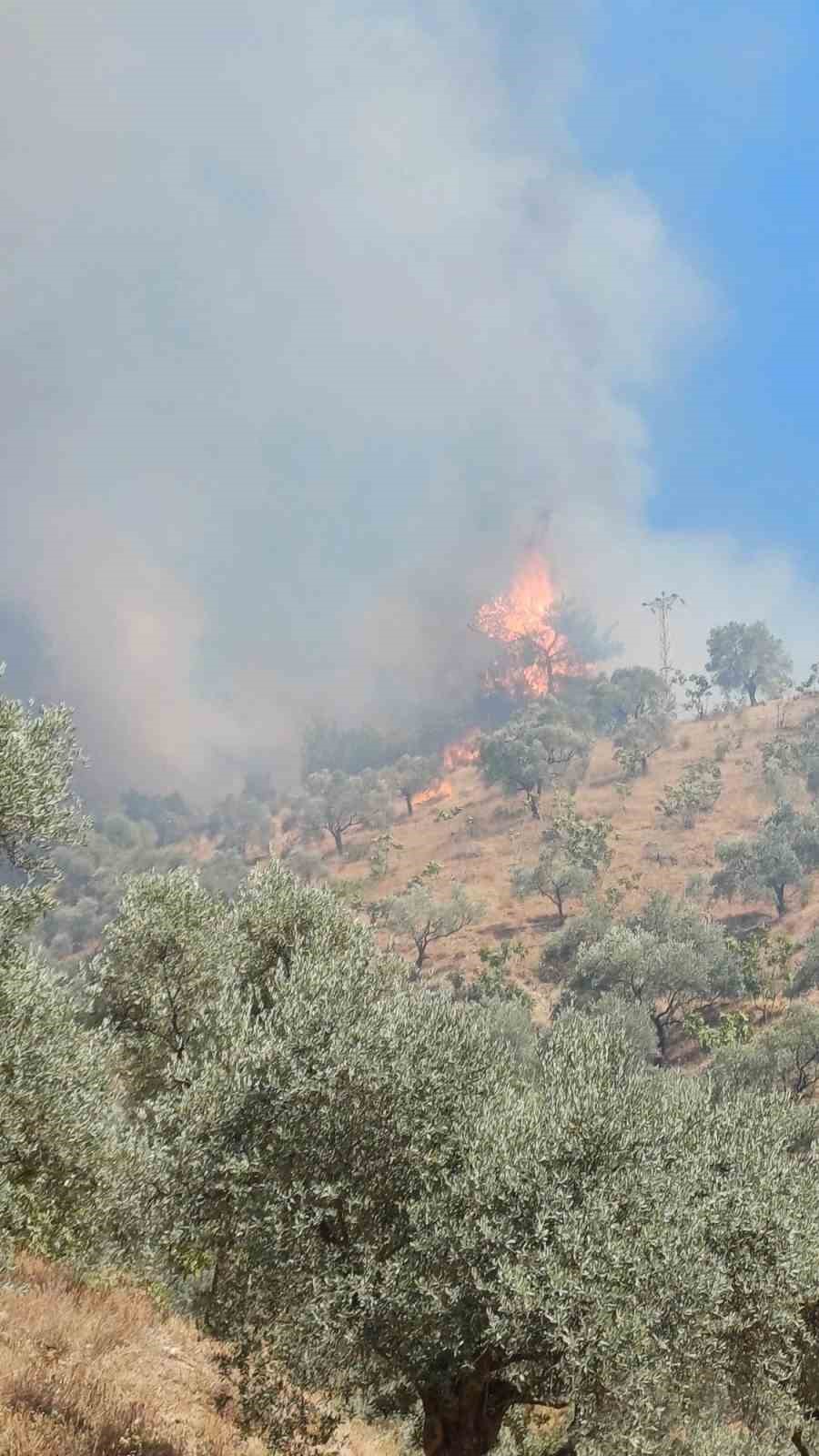 Aydın’daki yangın kontrol altına alındı