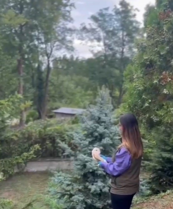 Pe&ccedil;eli baykuş doğal yaşamında
