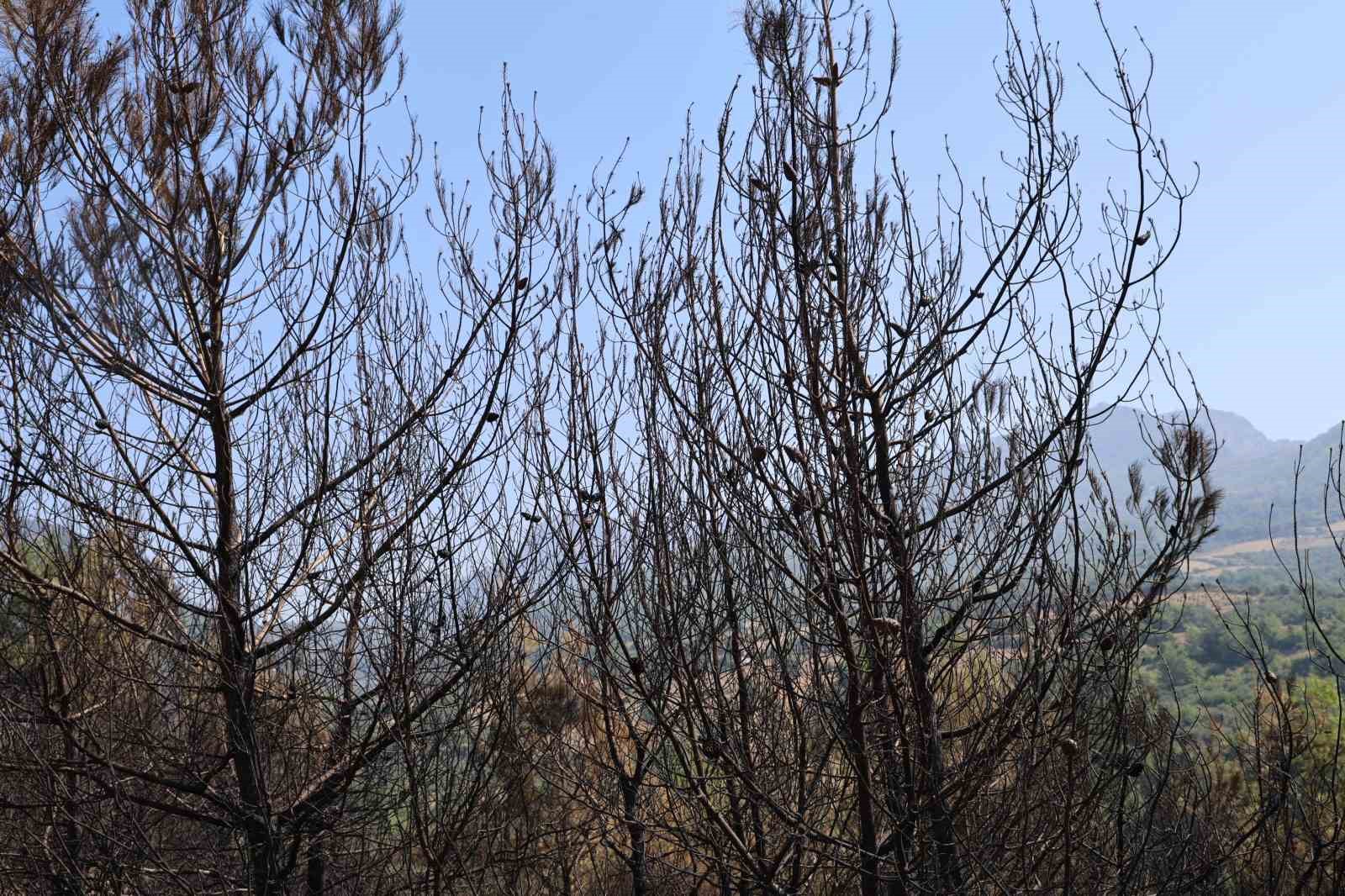 Orman yangınında 15 kovan arı telef oldu
