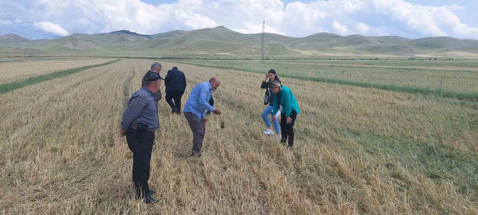 Kars’ta ekili araziler yağmurdan zarar gördü
