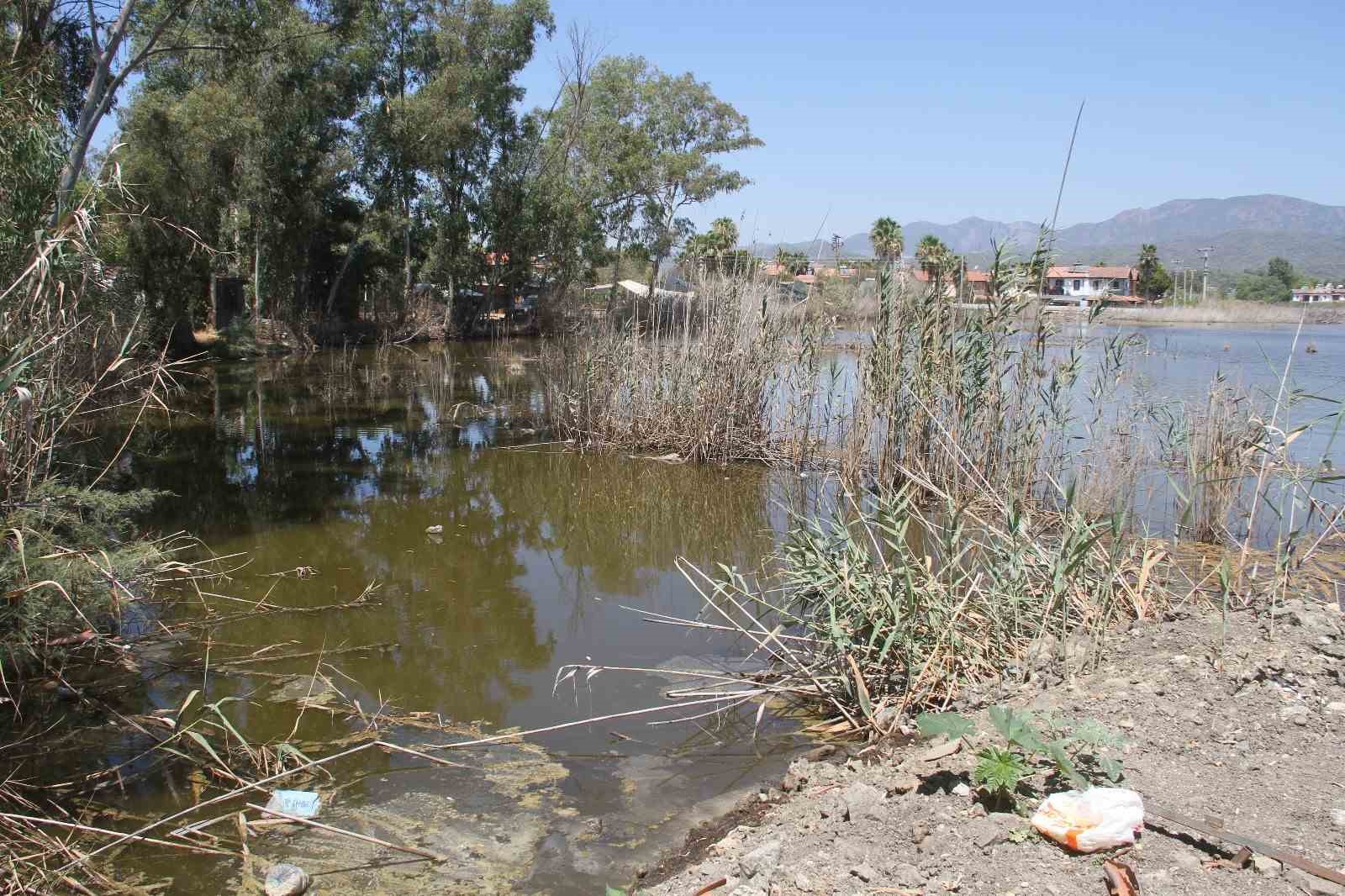 Fethiye Belediyesi, su kaplumbağalarını ölüme terk etti
