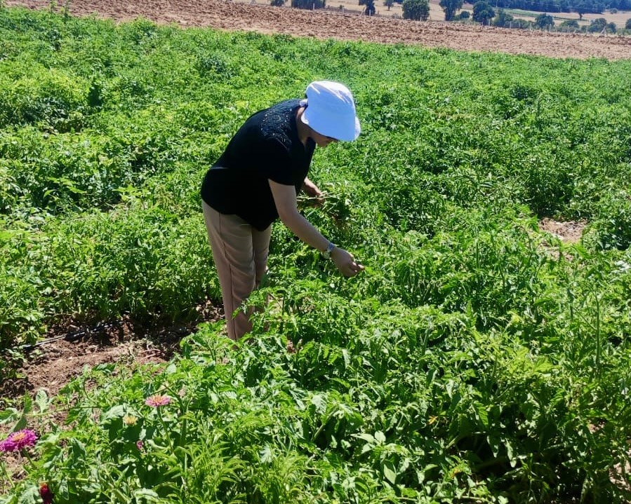 Uşak’ta ürün çıkış gelişme kontrolleri yapıldı
