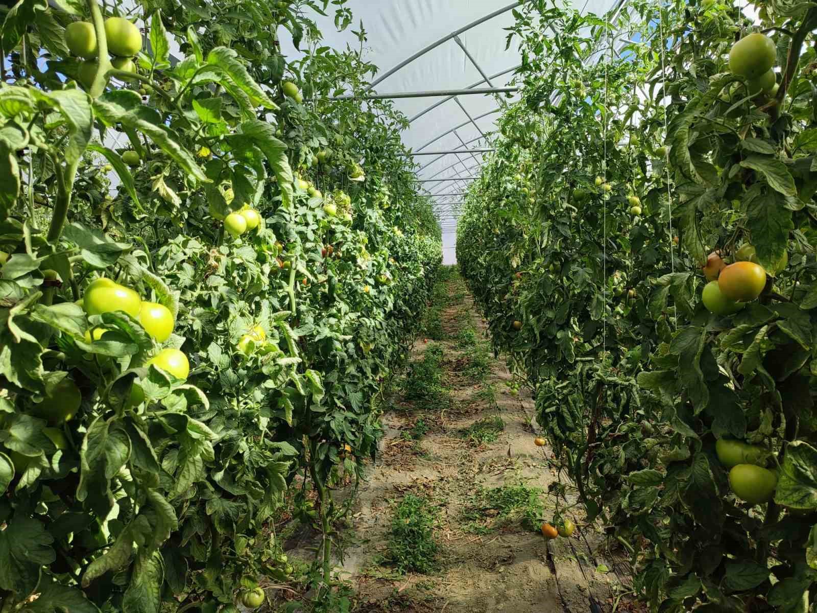 Erzincan domatesi &ccedil;evre illerde sofraları s&uuml;sl&uuml;yor
