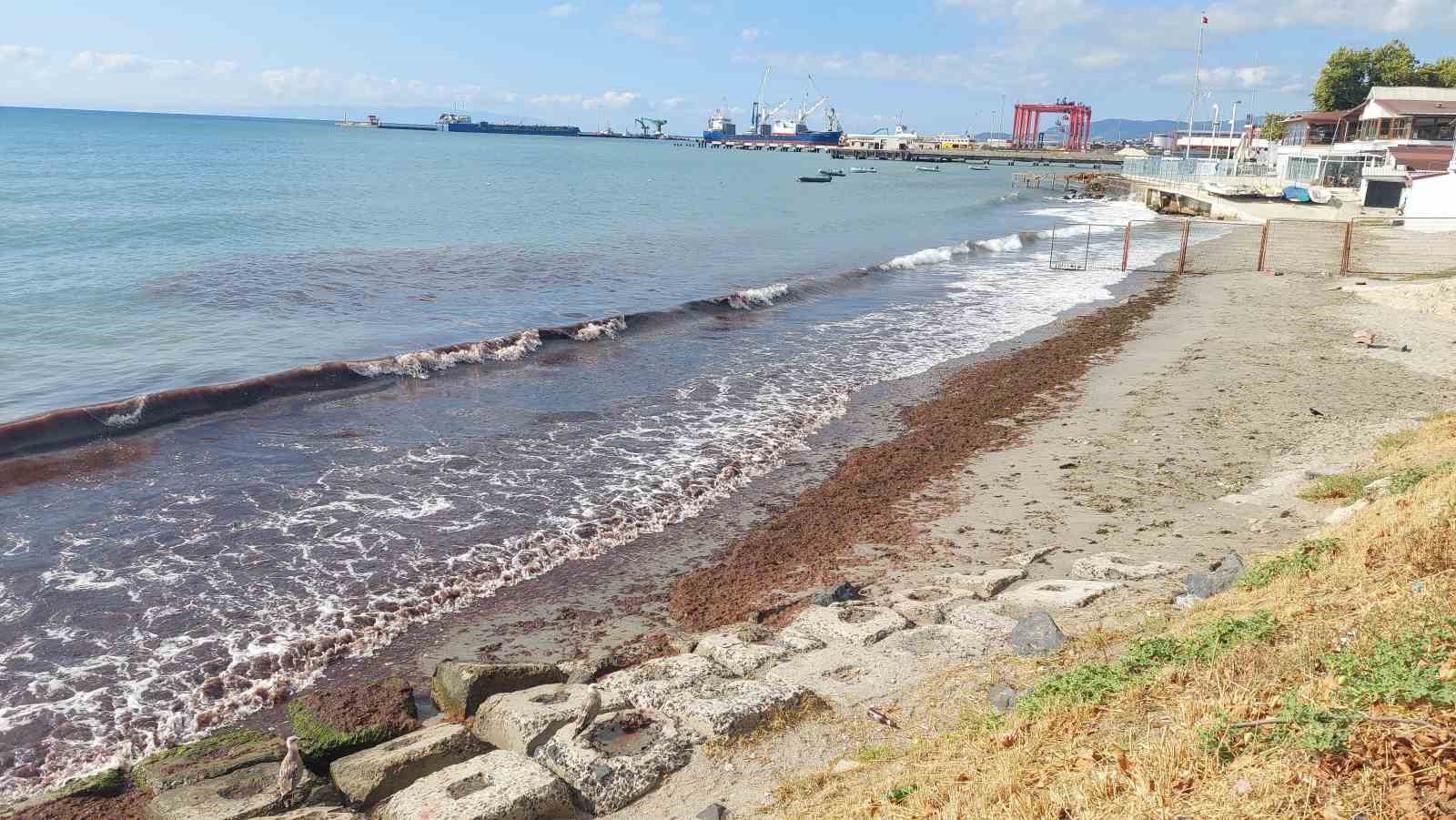 Marmara Denizi’nde kızıl yosun alarmı 