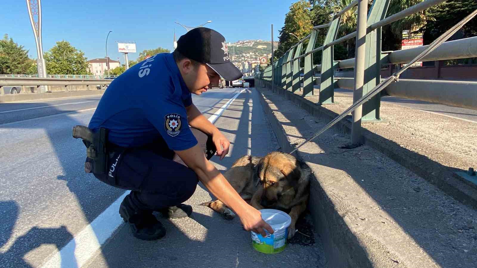 Korku dolu gözlerle bekleyen yaralı köpeği polis kurtardı
