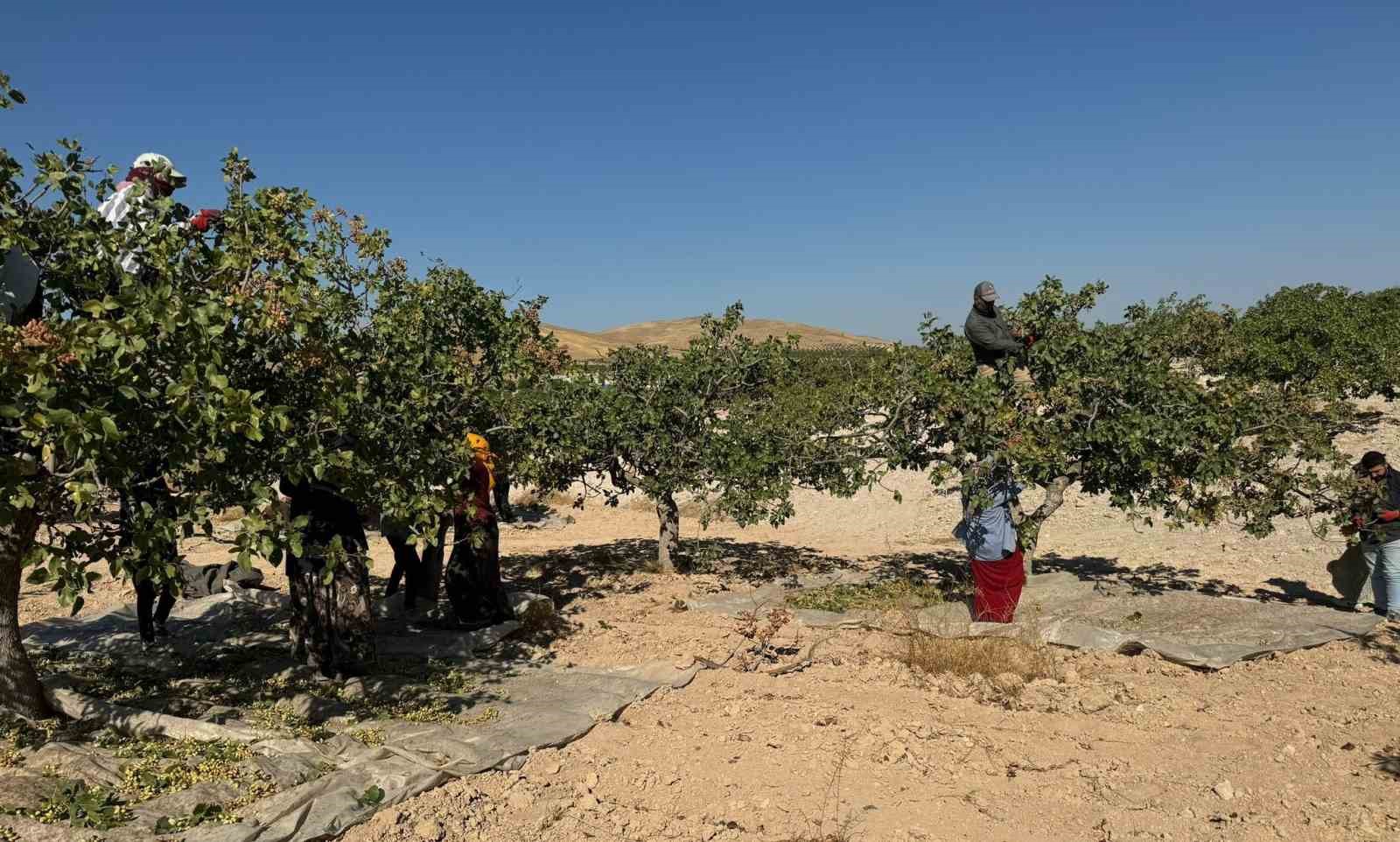 Yeşil altında yüksek rekolte, düşük fiyat
