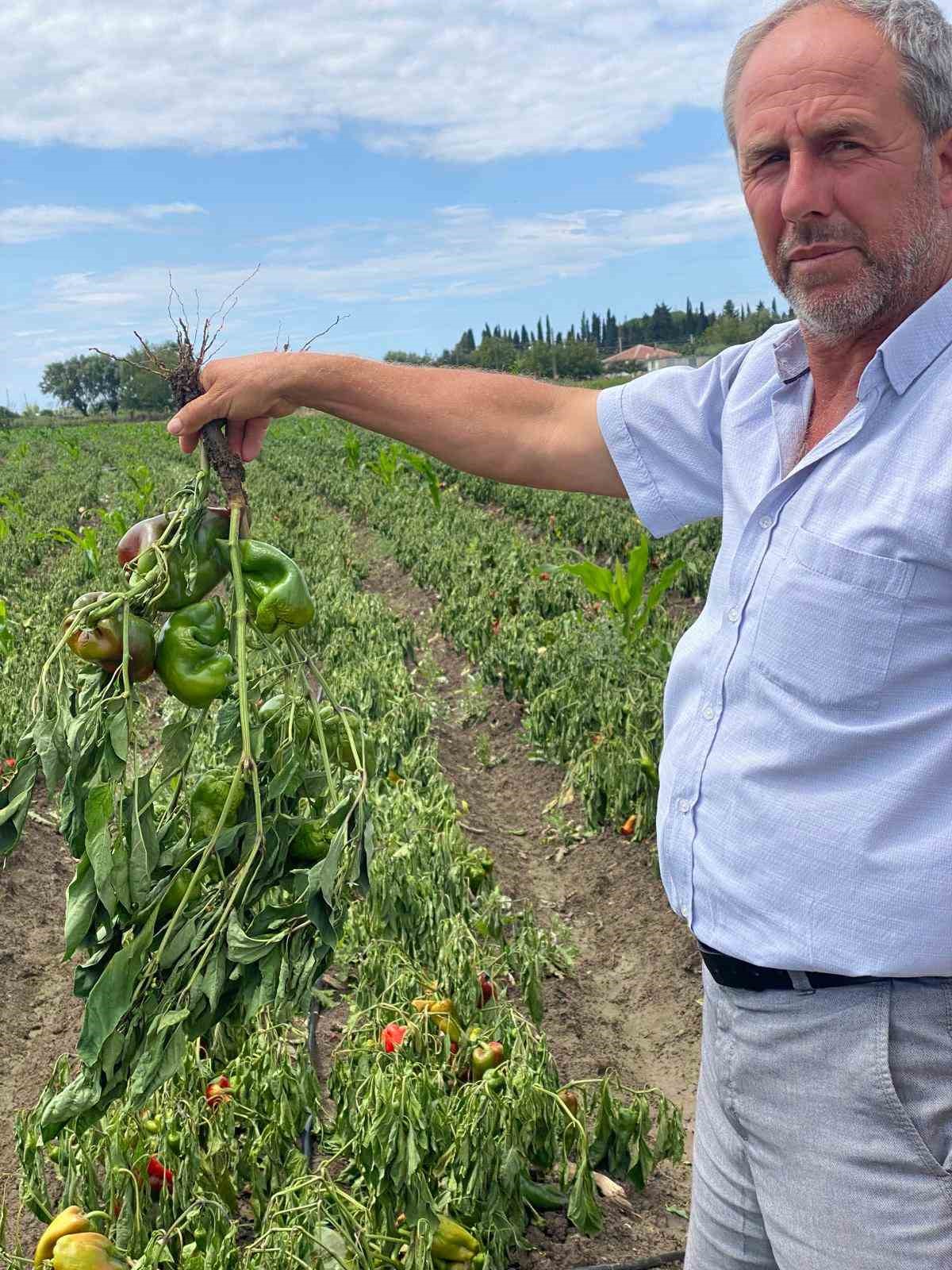 Bafra Ovası’nda ani sağanak kabusu: “Zararımız çok büyük"
