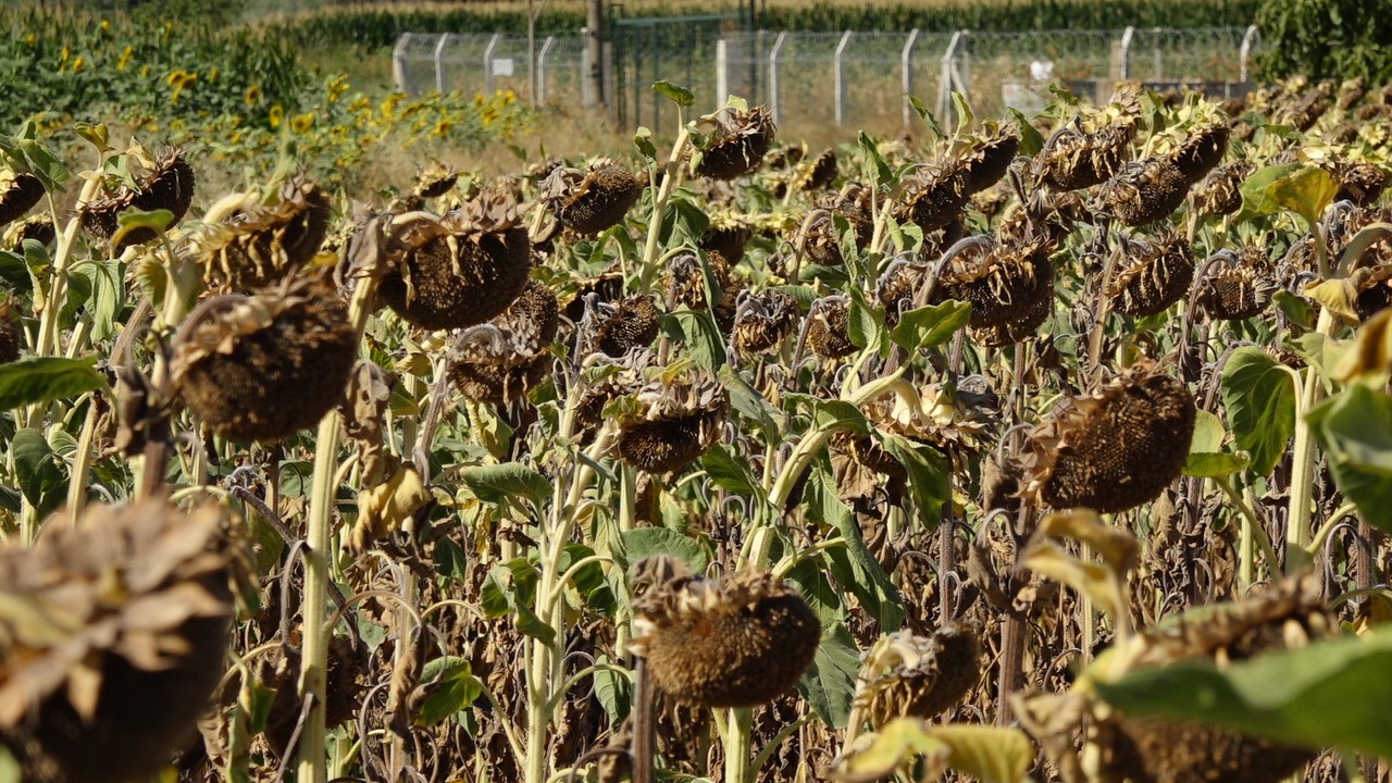 Trakya&rsquo;da kuraklık ay&ccedil;i&ccedil;ek &uuml;reticilerini vurdu
