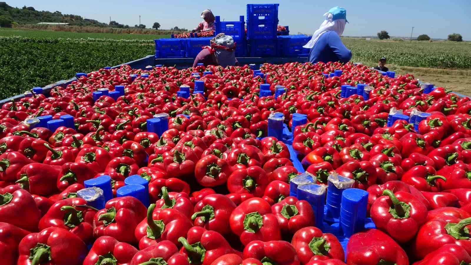 &Ccedil;anakkale kapya biber &uuml;retiminde T&uuml;rkiye&rsquo;de birinci sırada
