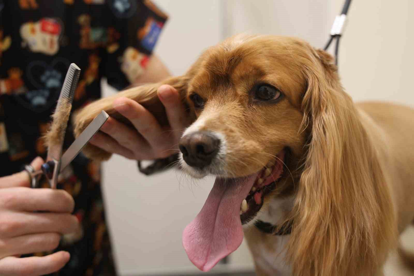 Tüy ve tırnak bakımında bölgenin en şirin merkezi: Bu kuaförde sadece köpekler tıraş oluyor İhlas Haber Ajansı