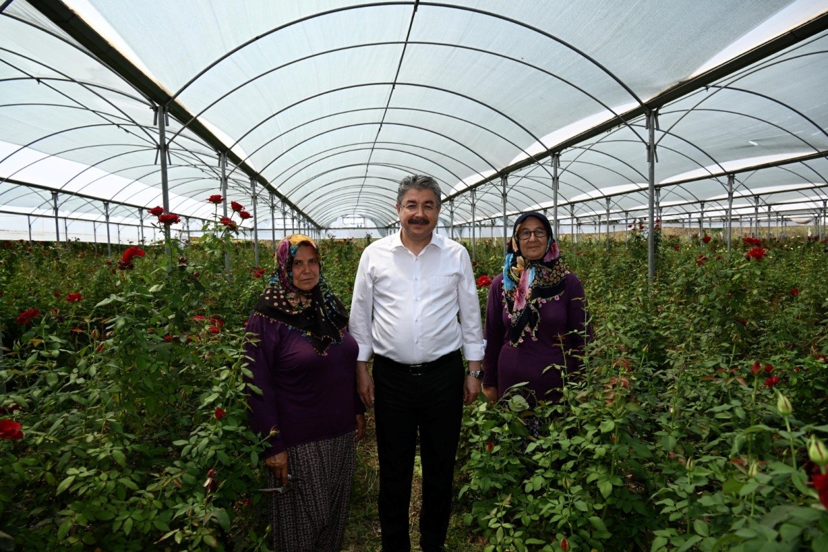 Osmaniye’de gül hasadı
