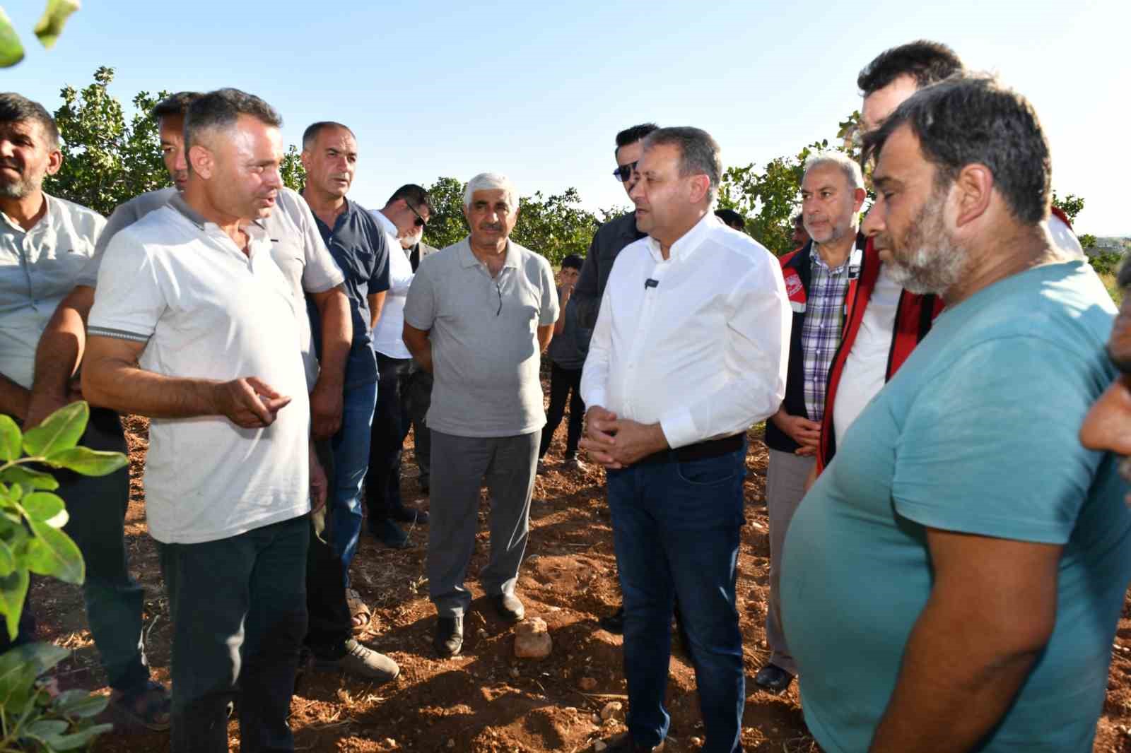 Fıstıkta 180 bin ton rekolte bekleniyor