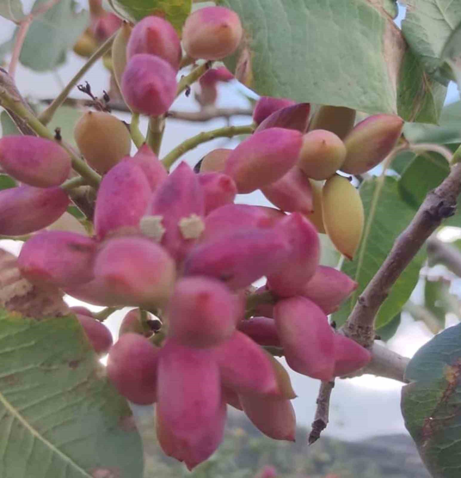 Mersin’de fıstık hasadı
