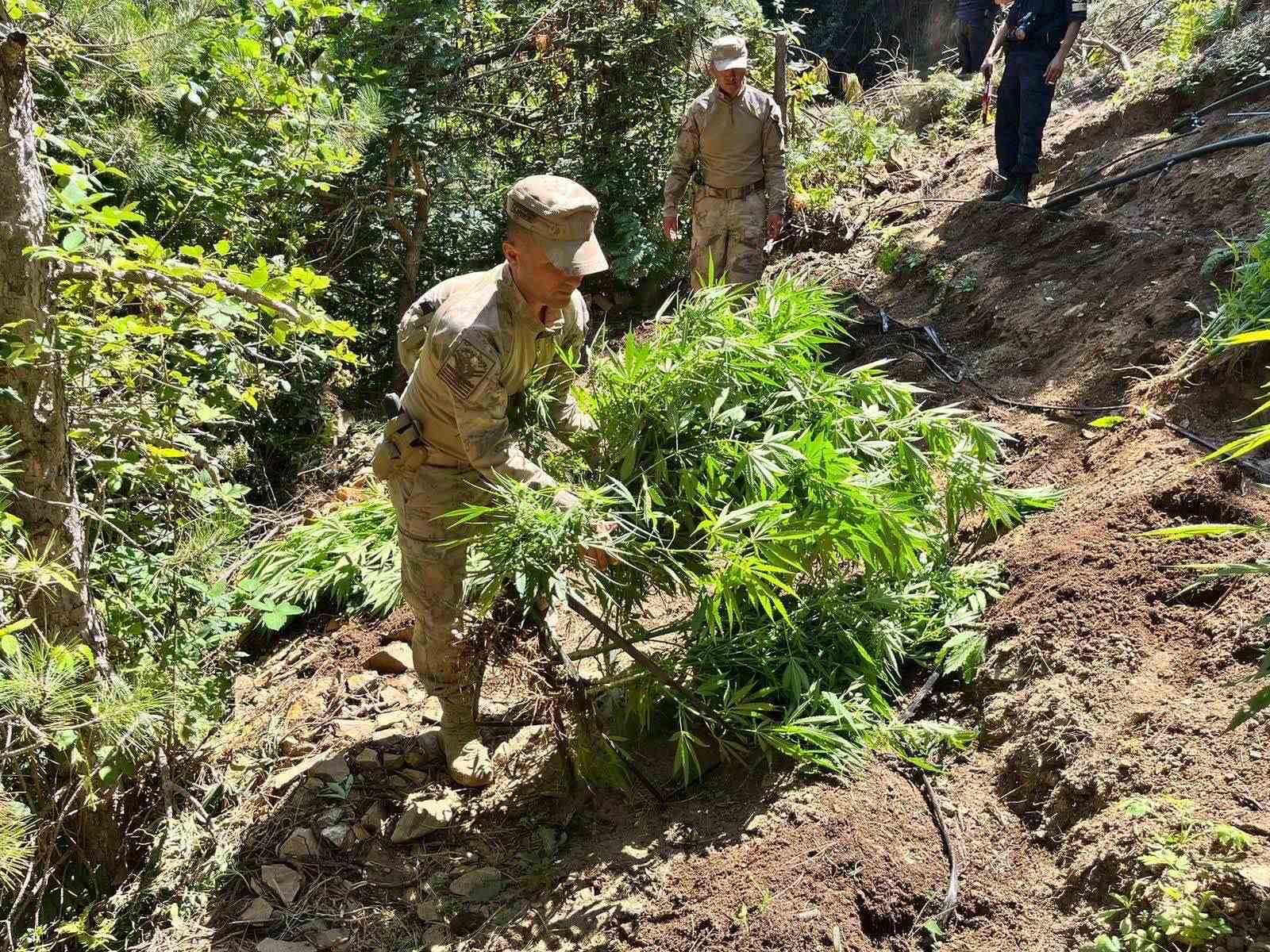 Alaşehir jandarmasından kenevir üretimine darbe