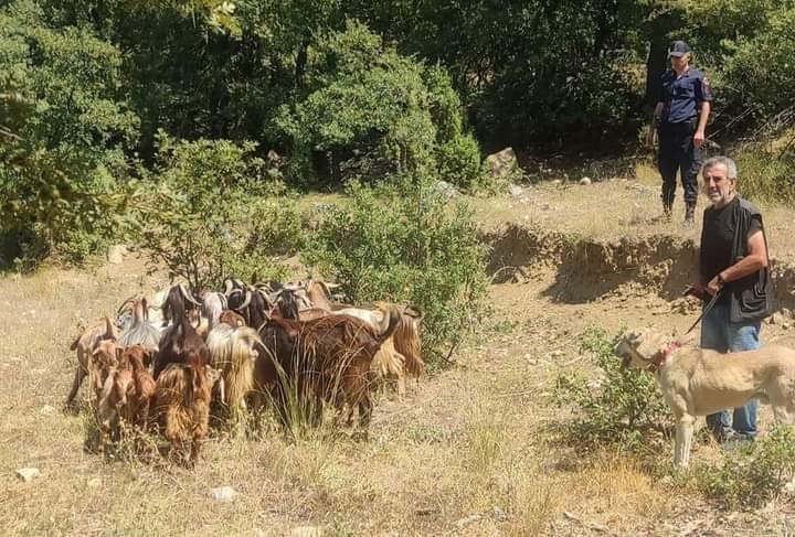 Kaybettiği küçükbaş hayvanlarını jandarma buldu