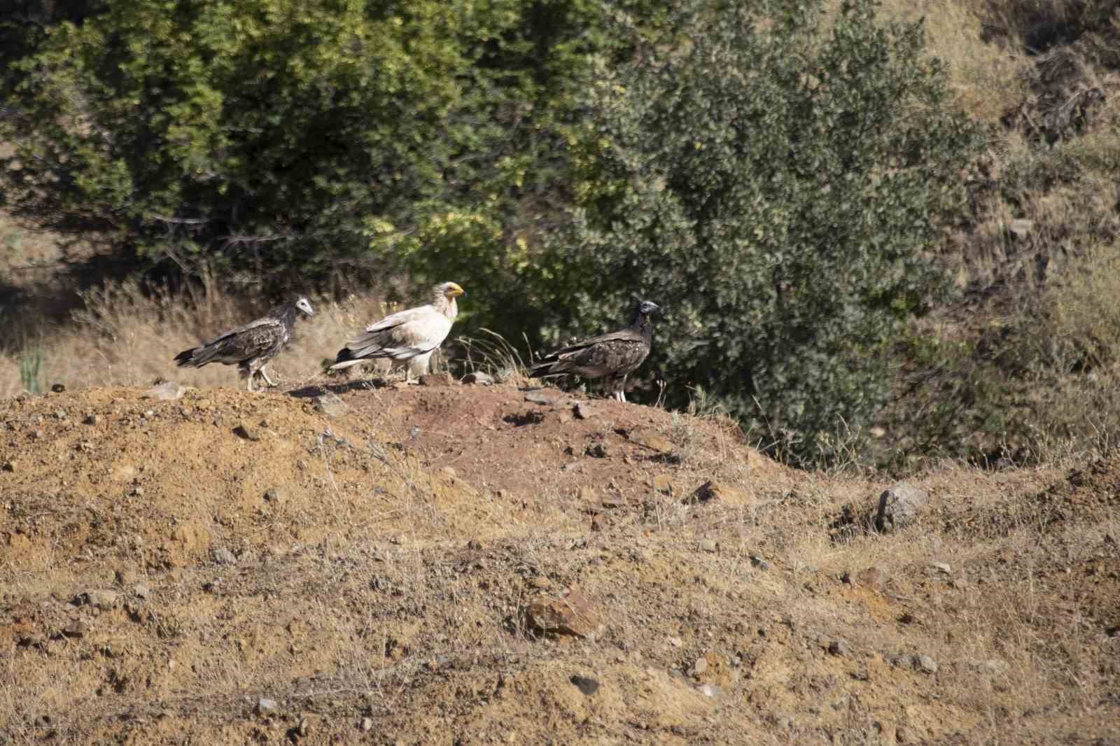 Bingöl’de küçük akbaba görüntülendi
