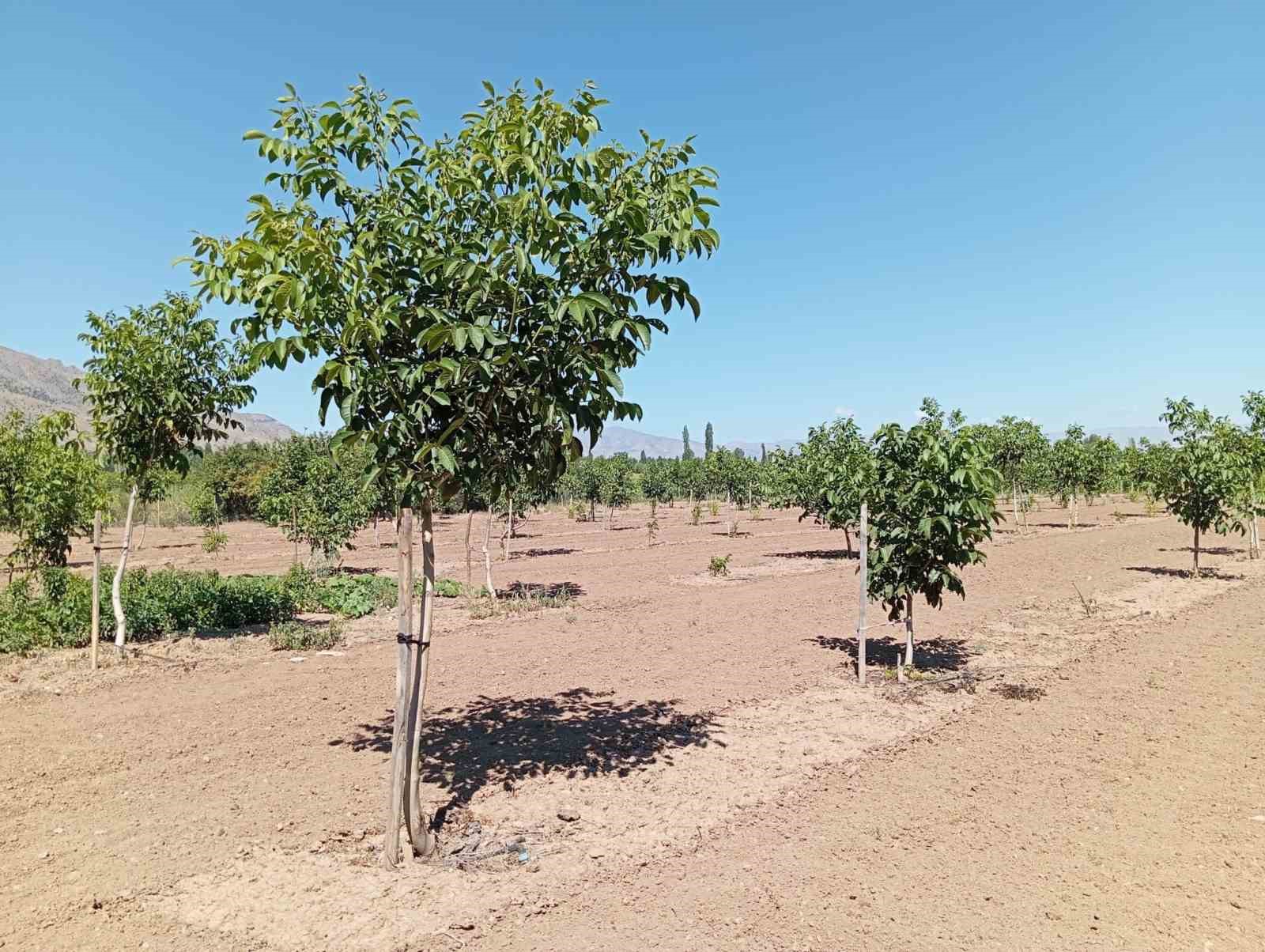 Erzincan&rsquo;da ceviz yetiştiriciliği artıyor
