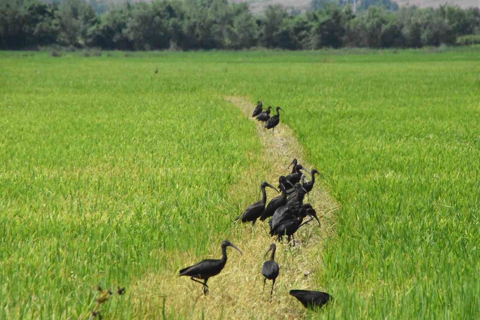 Sinop’ta nesli tükenmekte olan çeltikçi kuşlar görüntülendi
