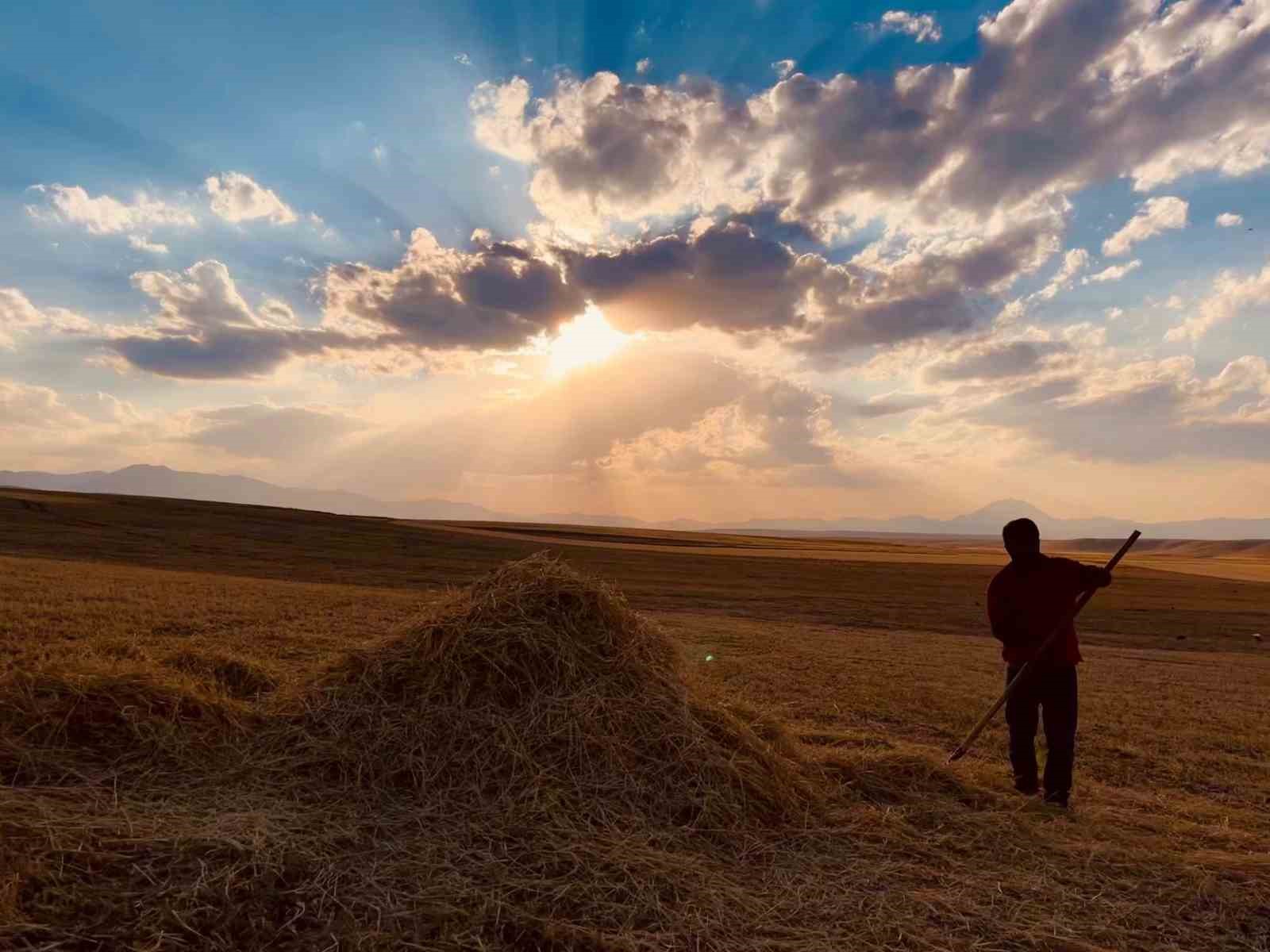 Ağrı’da çiftçiler sıcak havada hasada devam ediyor
