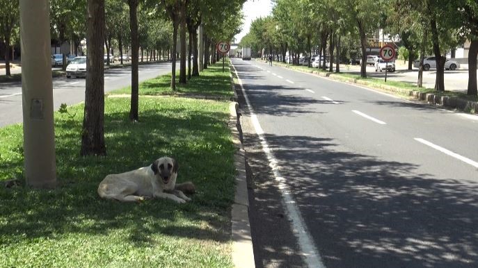 Köpek saldırısını gören tanıklar o anları anlattı