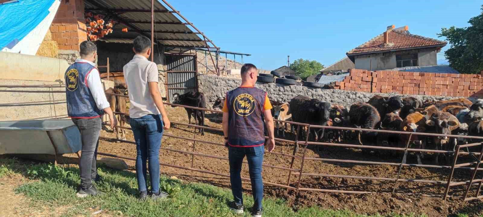 Afyonkarahisar’da çalınan büyükbaş hayvanlar Isparta’da bulundu