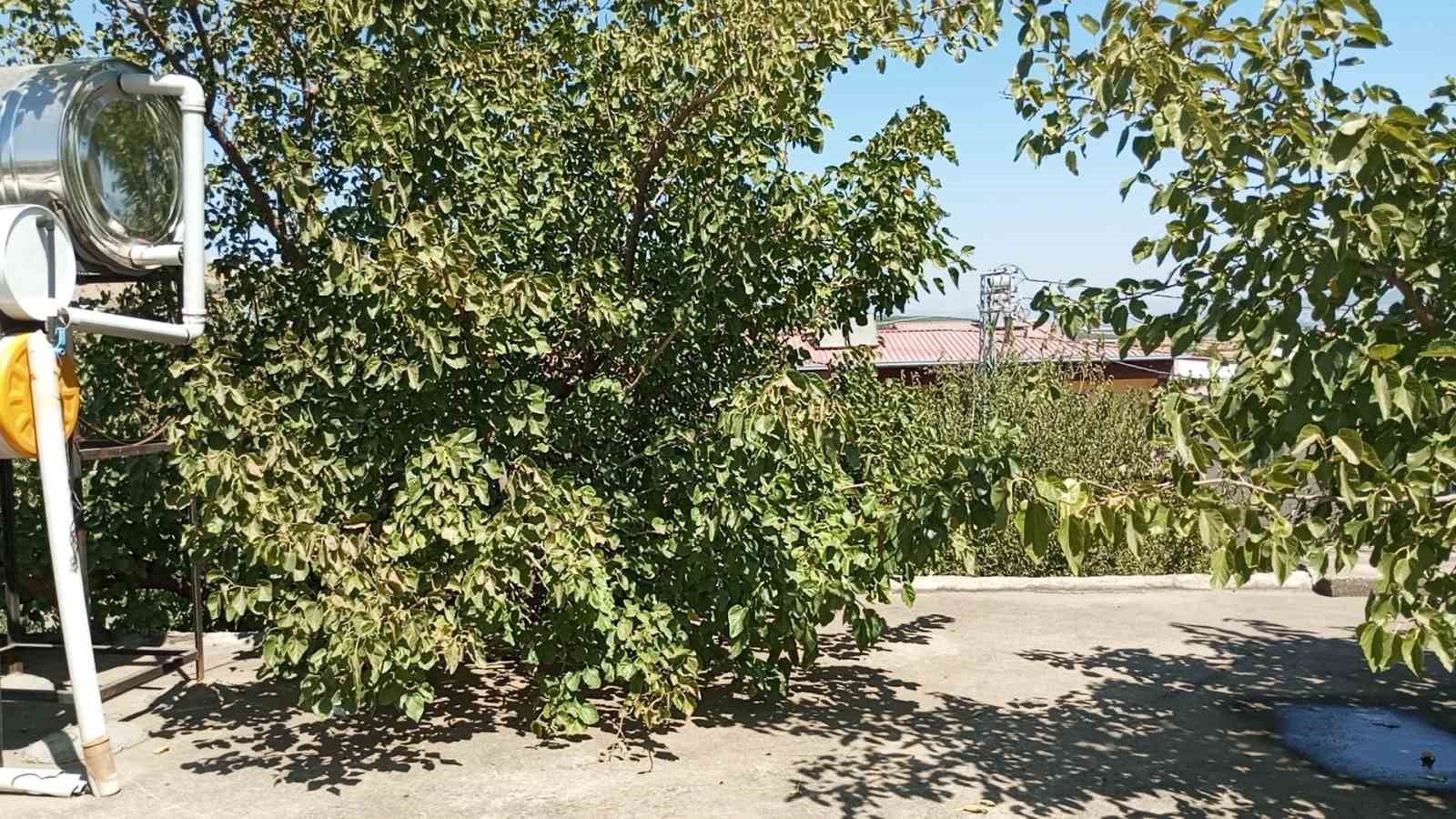 Baba yadigarı 45 yıllık dut ağacını kesmedi, evinin balkonundan ge&ccedil;irdi
