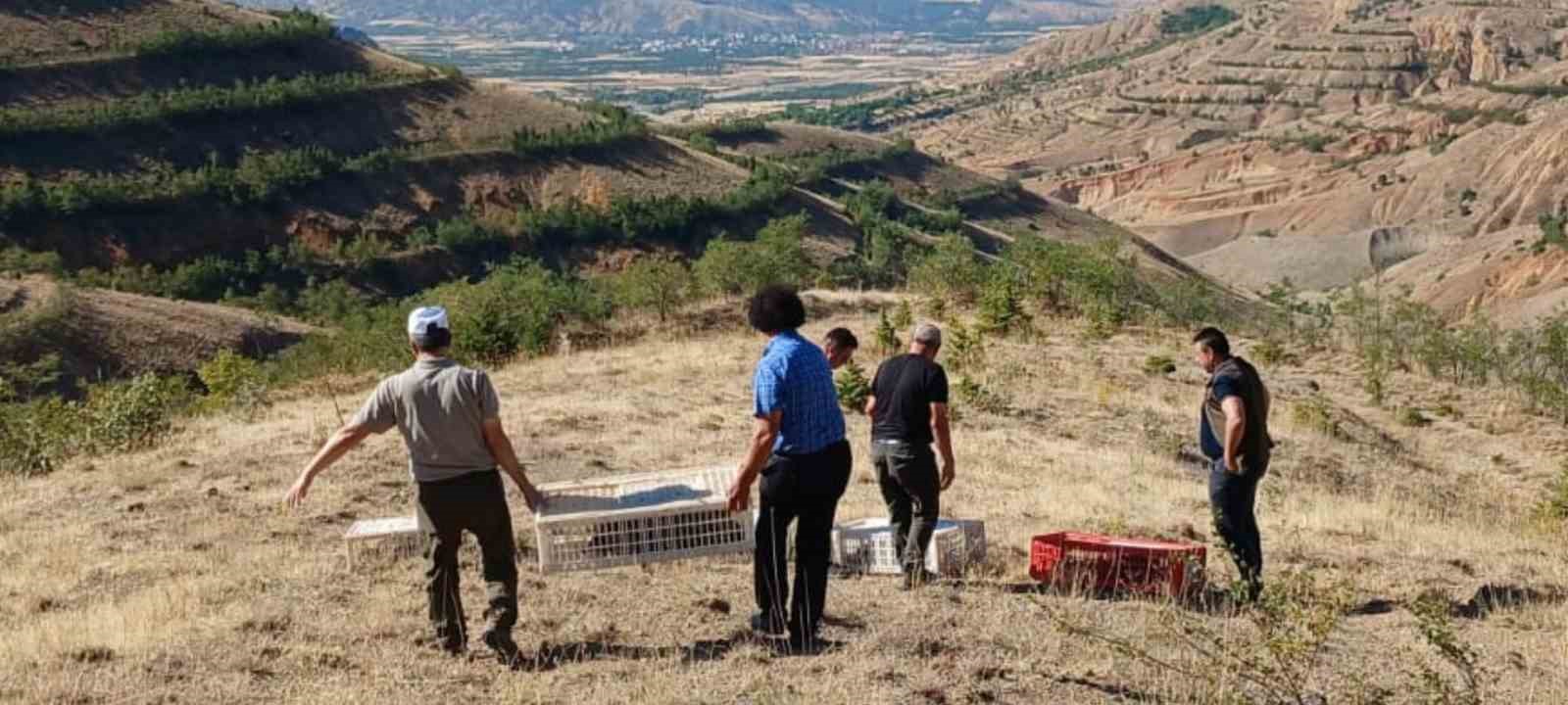 Elazığ’da doğaya keklik salımı gerçekleştirildi, alan 3 yıl boyunca ava kapatıldı