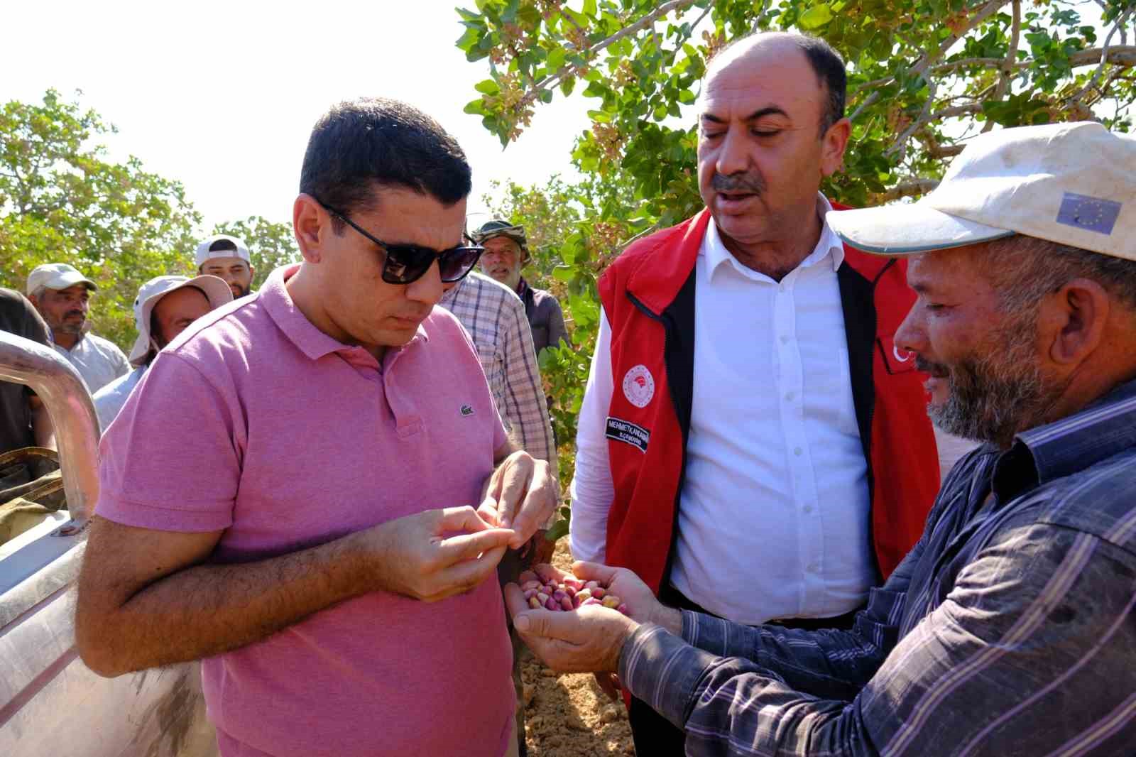 Birecik’te boz fıstık hasadı devam ediyor