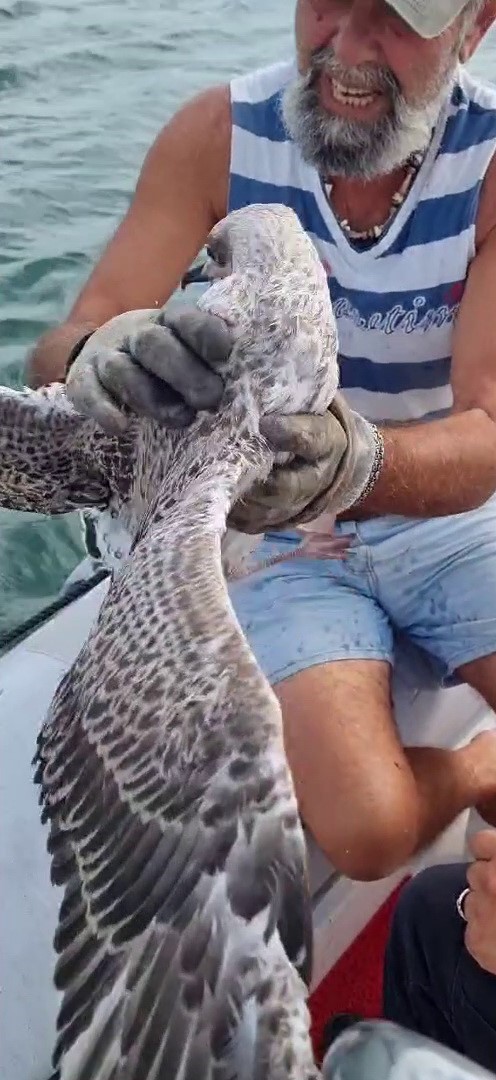 Gagasına misina dolanan martıyı yelken kul&uuml;b&uuml; y&ouml;neticileri kurtardı
