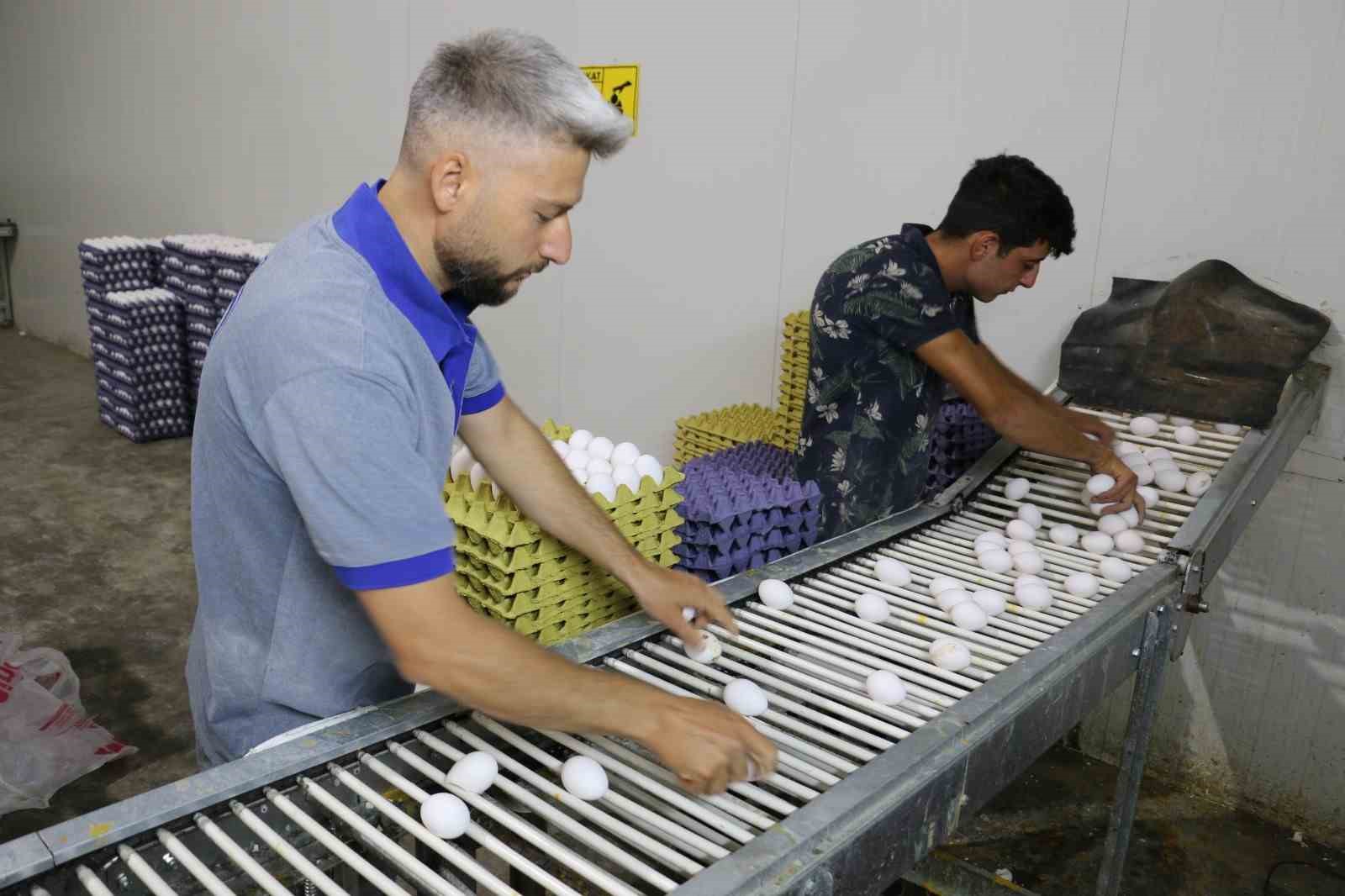 Erzincan&rsquo;da tam otomatik tesislerde &uuml;retilen yumurtalar tarıma değer katıyor
