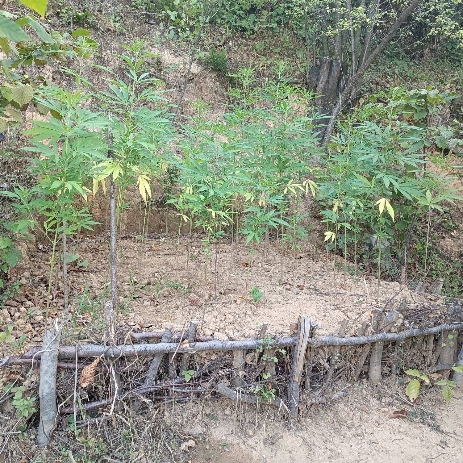 Jandarmadan uyuşturucu operasyonu; ekili kenevirler b&ouml;yle yakalandı
