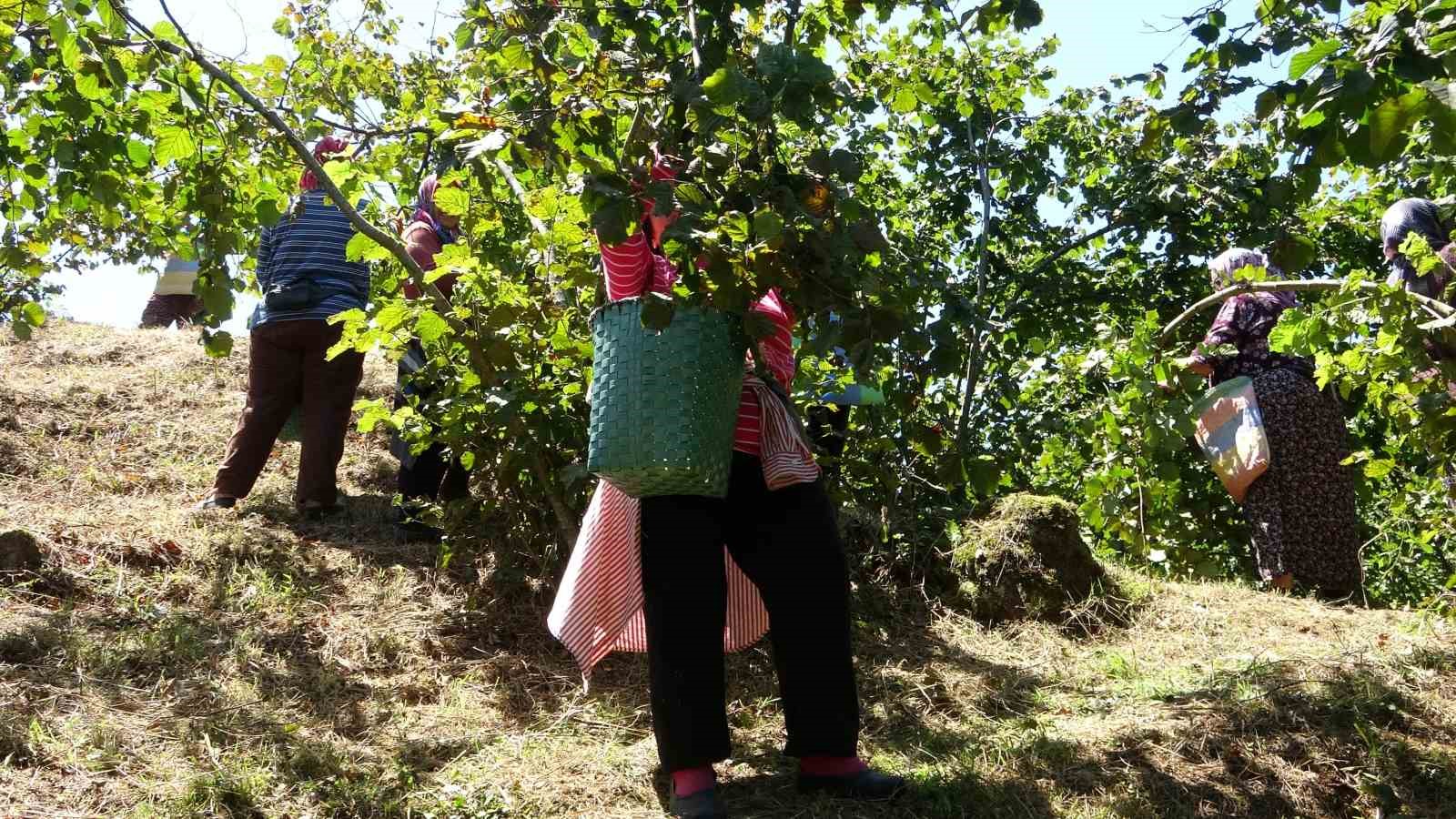 Ziraat odalarından fındık hasadı işçilerine fiyat güncellemesi