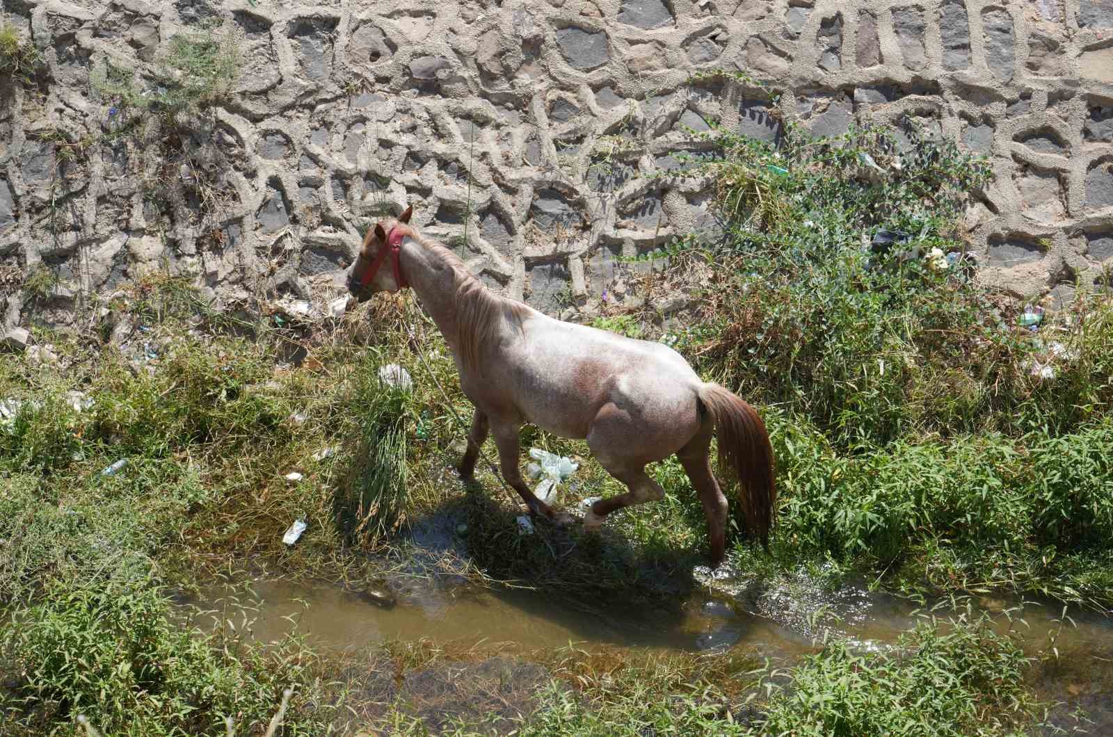 Kilis’te temizlenmeyen kanal boyu deresi tehlike saçıyor
