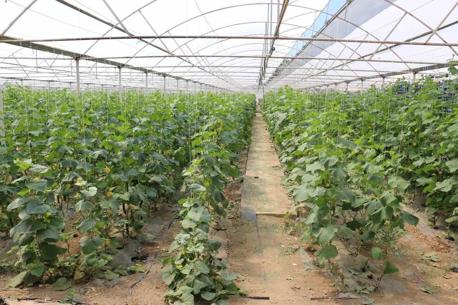 Erzincan, domates ve salatalıkta b&ouml;lgeyi besliyor
