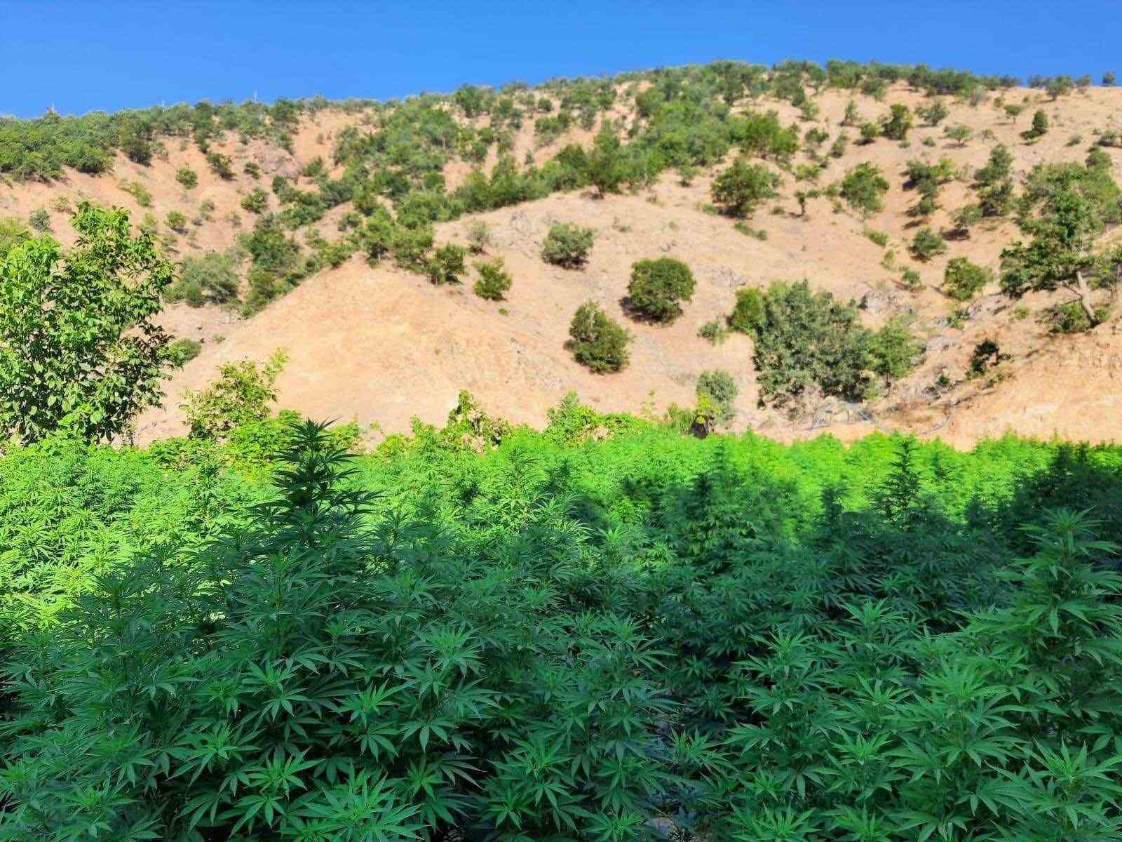 Diyarbakır’da 1 milyon 825 bin kök kenevir ve skunk bitkisi ele geçirildi
