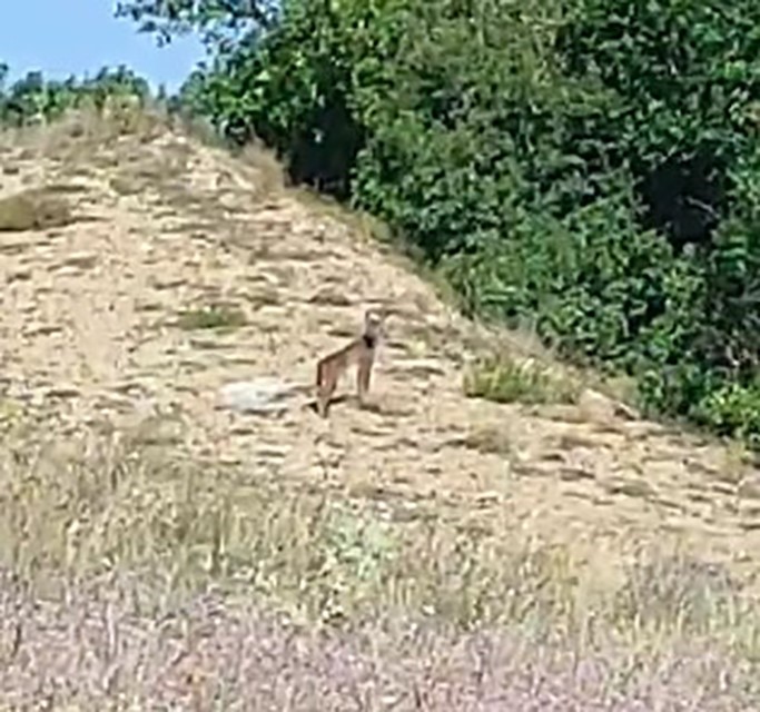 Doğanın &ouml;zel avcısı &lsquo;Vaşak&rsquo; Tunceli&rsquo;de g&ouml;r&uuml;nt&uuml;lendi
