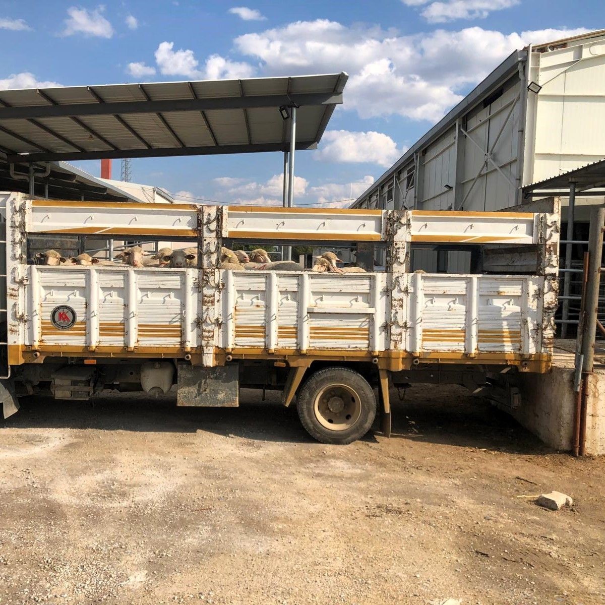 Kırklareli&rsquo;nde 113 ka&ccedil;ak k&uuml;&ccedil;&uuml;kbaş hayvan yakalandı
