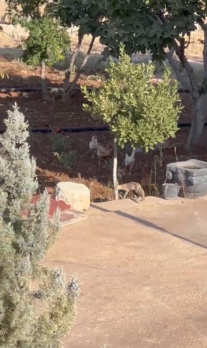 Tavuklar su içmeye gelen tilkiyi uzaklaştırdı
