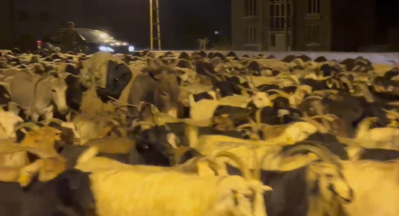 Koyun s&uuml;r&uuml;s&uuml;n&uuml;n il&ccedil;e merkezinden ge&ccedil;işi sırasında renkli g&ouml;r&uuml;nt&uuml;ler ortaya &ccedil;ıktı
