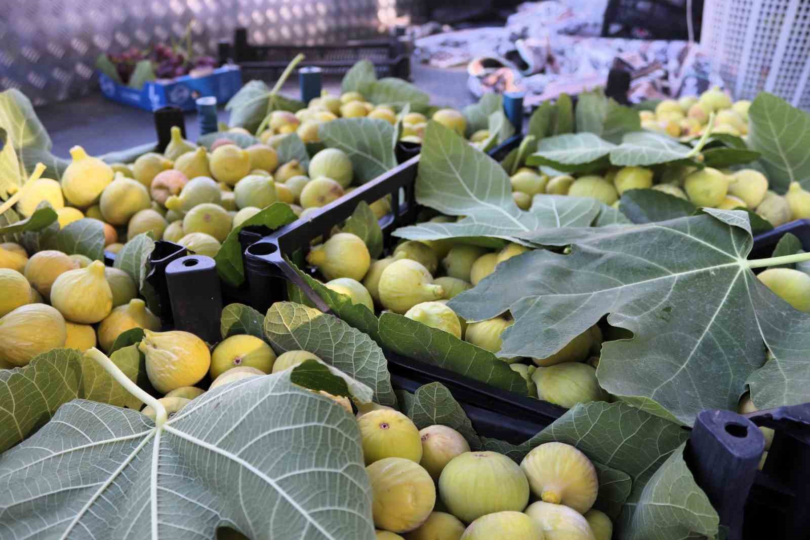 Sıcaklıklar İzmir’de incir hasadını 10 gün erkene çekti