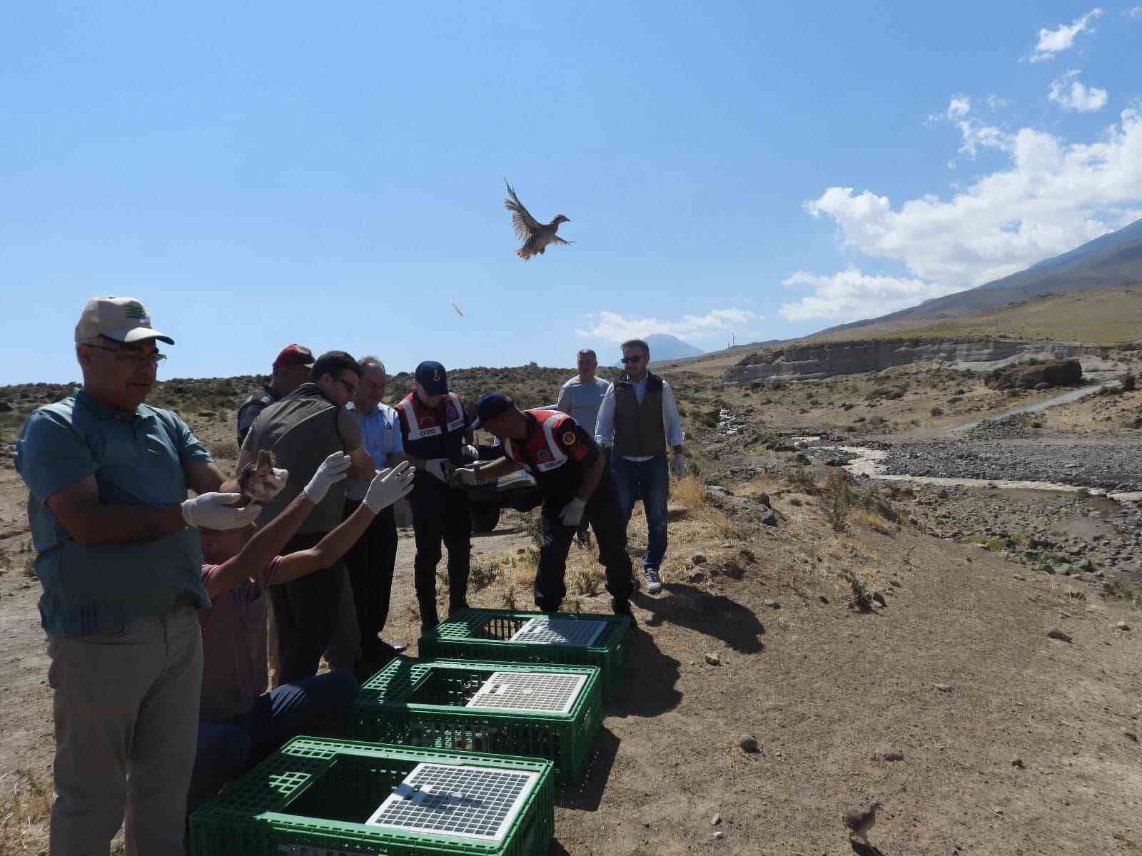 Ağrı Dağı Milli Parkı’na kınalı keklikler salındı