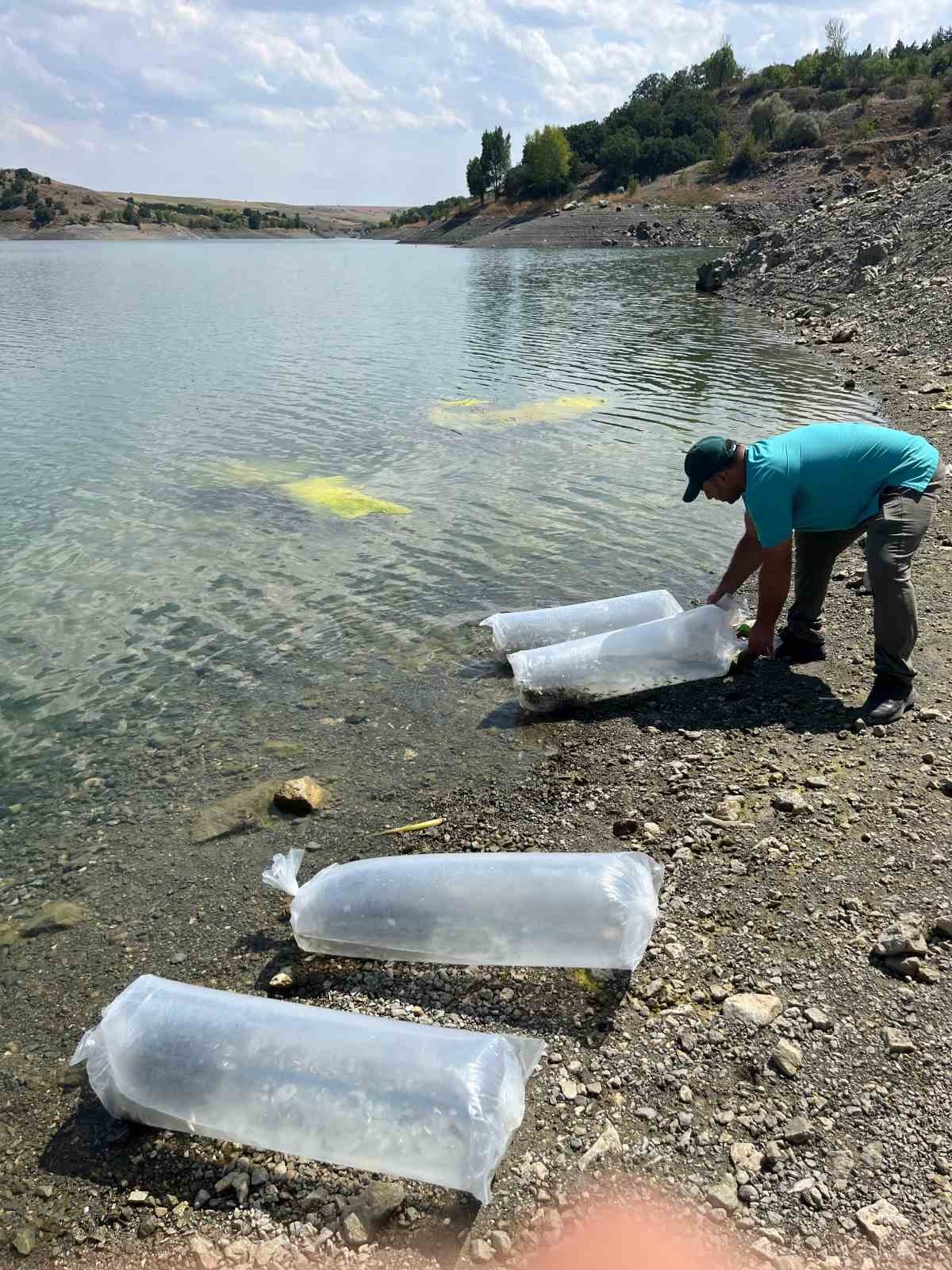 Alaca&rsquo;da barajlara 320 bin yavru balık bırakıldı
