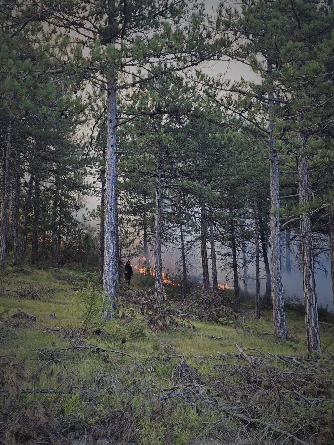 Bolu’da örtü yangınında 2 dönümlük alan kül oldu
