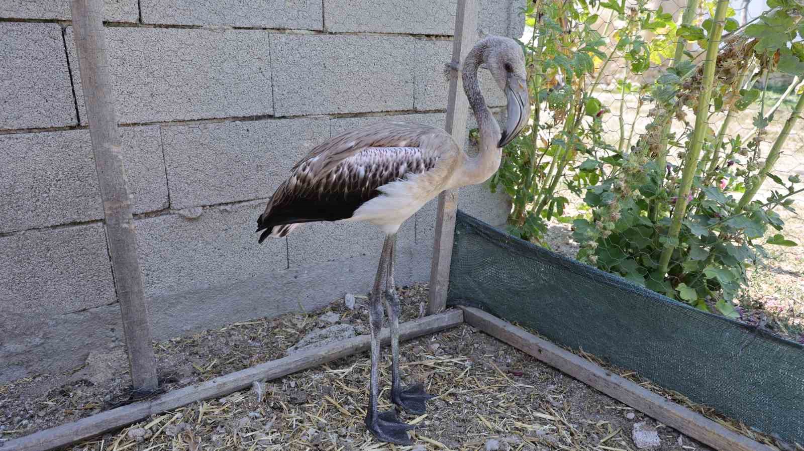 Sürüsüyle uçarken çiftliğe düşen yavru flamingo Tuz Gölü’ne bırakıldı