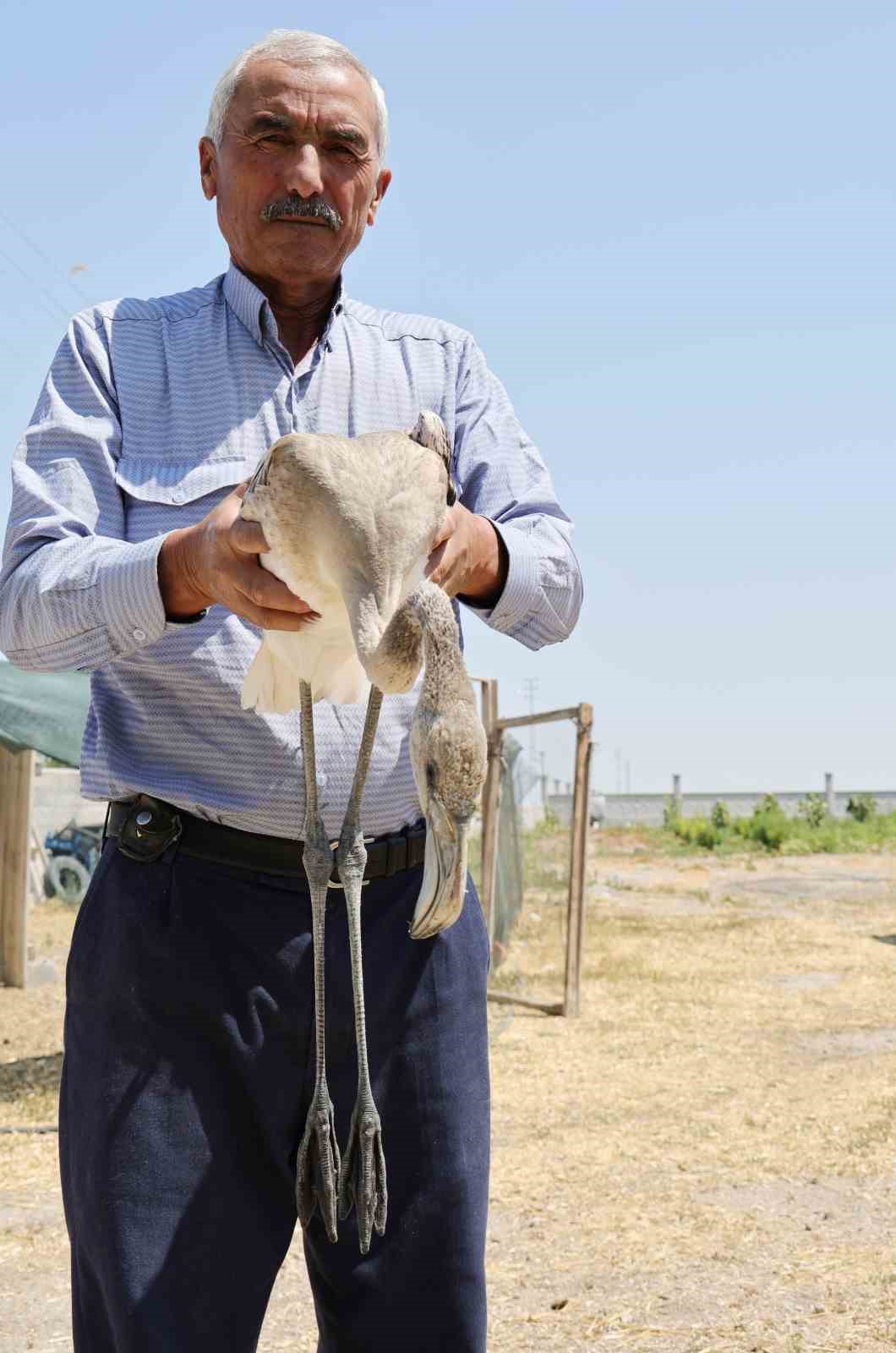 Sürüsüyle uçarken çiftliğe düşen yavru flamingo Tuz Gölü’ne bırakıldı
