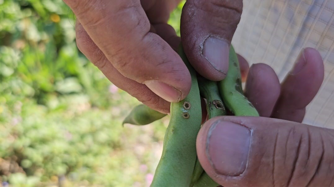 &Ccedil;ift&ccedil;iler kurtlanan fasulyeleri i&ccedil;in dronla ila&ccedil;lama yapıyor
