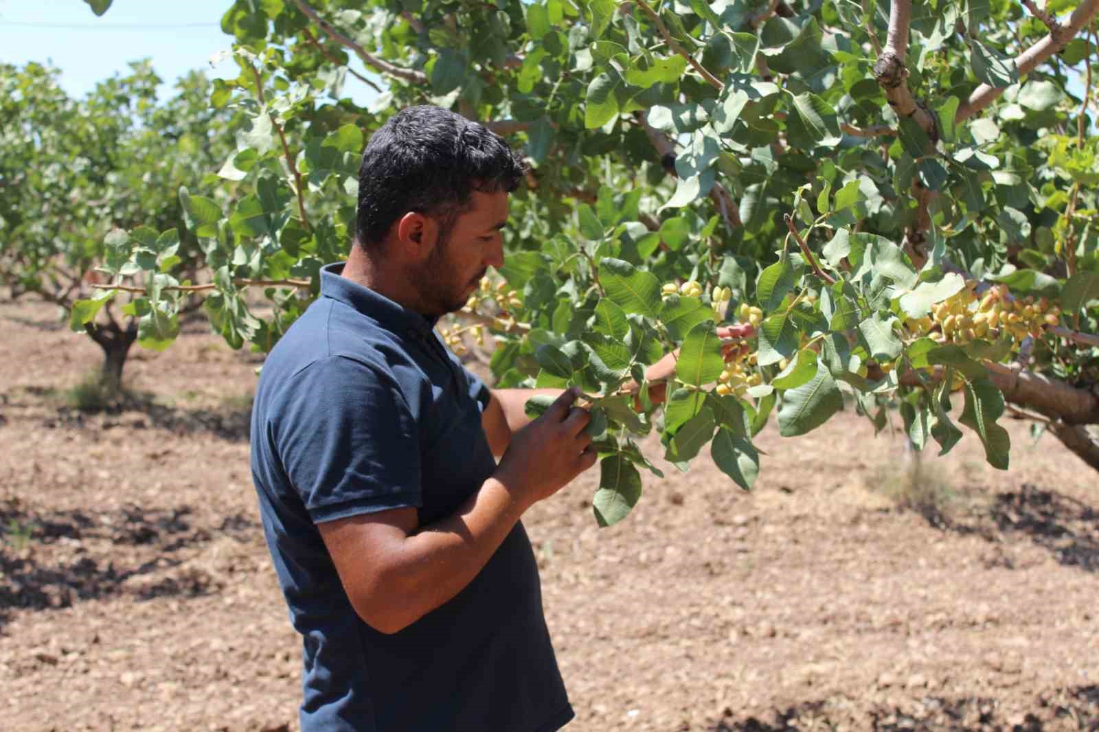 Siirt’te iklim değişikliği sebebiyle fıstık rekoltesinde düşüş bekleniyor