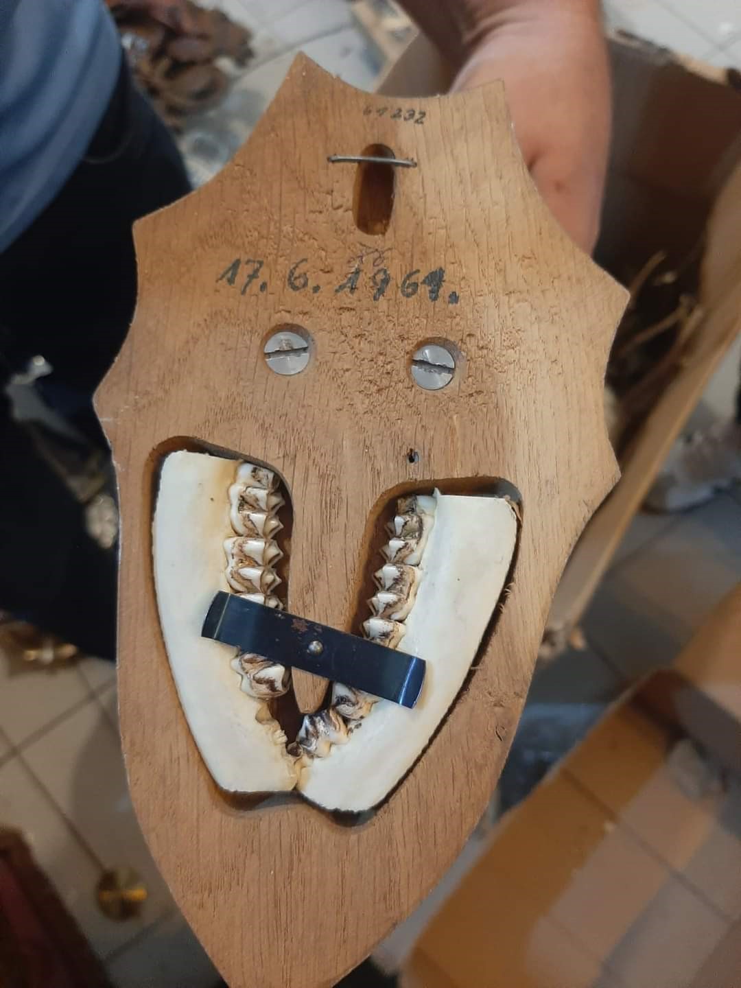 Kahramanmaraş&rsquo;ta ka&ccedil;ak hayvan uzvu operasyonu
